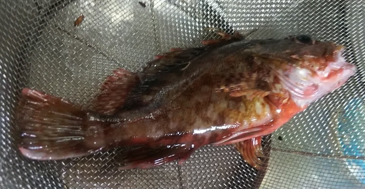 夏の思い出(魚釣り)「8月もありがとうございました(_ _)」