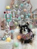 あずきちゃん「Merry Xmas 🎄」