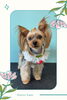 「Dog salon mofu mofu　余市町」