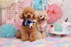 「Anniversaryphoto　(*´▽｀*)」