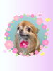 「Dog salon mofu mofu　余市町」