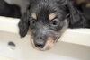 「ミニチュアダックス子犬情報」