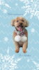「Dog salon mofu mofu　余市町」