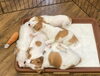 「６匹兄弟のジャックラッセルテリア🐶」