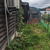 「かぼちゃの撤収作業」