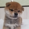 柴犬　♀