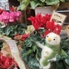 「【はなやホック皆生店】シクラメンの季節になりました。」