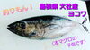 【釣りもん】【島根県大社産ヨコワ】「○本日のお刺身【定置もん！島根県産ハマチ】【釣りもん！島根県大社産ヨコワ】」