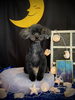 ナッツちゃん「お月さまとわんこ🌛＆サロン予約状況」