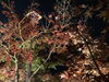 「京都紅葉紀行3日間　①日目」