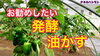 「ナスとピーマンに向く発酵油かす　タネのハシモト」