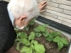 大きくなぁ〜れ！「ふらっとの野菜！」