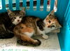 「仔猫の里親を募集しています」