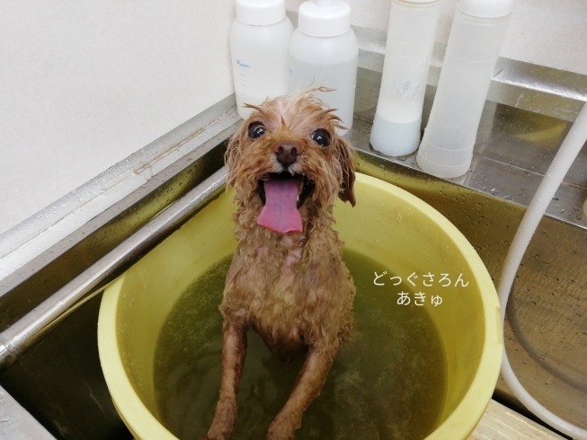 ハーブ湯に興奮ぎみ「☆お風呂に興奮☆【上鳥羽　南区吉祥院　トリミング　ペットサロン　どっぐさろんあきゅ】」