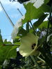 もうすぐ夏休み。オクラの花が次々咲きます。「間に合います! ~『中学生 志望校判定テスト・夏』受付延長!~」