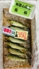 「魚魚市場鮮魚コーナーおすすめは「和歌山県産養殖アユ」です♪」