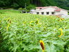 手前は五分咲きその先は三分咲き？「ひまわり５分咲き？」