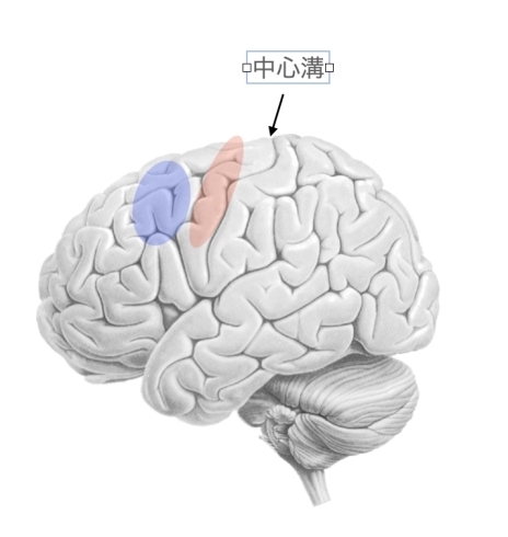 脳の図「なぜ右側の脳が左の手足を動かすと思います？その3」