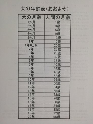 小型犬の年齢表(中大型犬3～5歳ほどプラスしてね)「☆80歳？高校生？☆【上鳥羽　南区吉祥院　トリミング　ペットサロン　どっぐさろんあきゅ】」