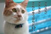 「！！　猛暑注意　！！」