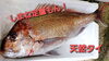 「○本日のお刺身○【しまね定置もん！】ヨコワマグロ、天然タイ」