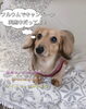 「summerキャンペーンまだ！承っております(*ᴗˬᴗ)⁾」
