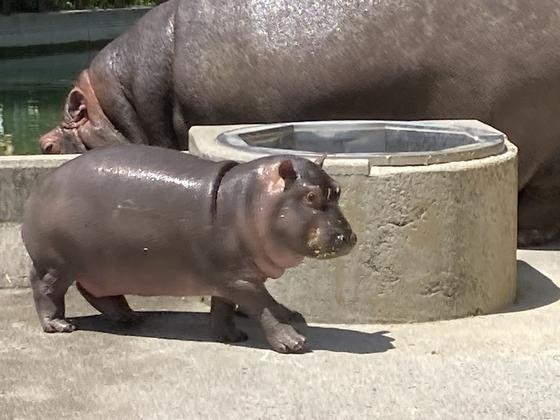 「カバのまんぷく」