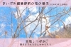 2024年3月21日のまいぷれ編集部前の桜の様子「まもなく開花!?　お花見🌸の季節がやってくる❕　桜情報掲載中🎵」