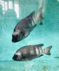 「魚魚市場鮮魚コーナーおすすめは「ヒオウギ貝・サザエセット」です♪」
