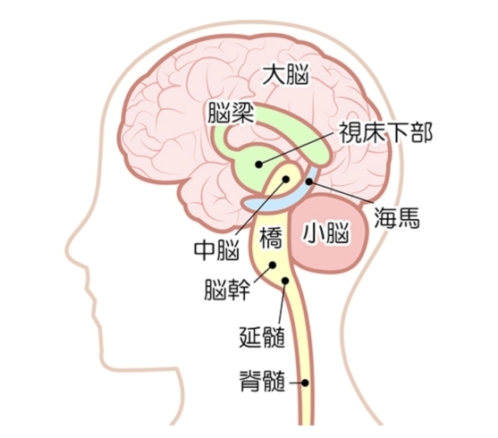 脳の構造「脳幹の話　その１」