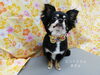 いつもより少し短めハサミカット「☆短め！ハサミカット☆【上鳥羽　南区吉祥院　トリミング　ペットサロン　どっぐさろんあきゅ】」
