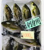 「魚魚市場鮮魚コーナーおすすめは「イサキ」です♪」