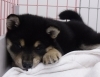 「仔犬情報♪　コロコロ柴ちゃん」