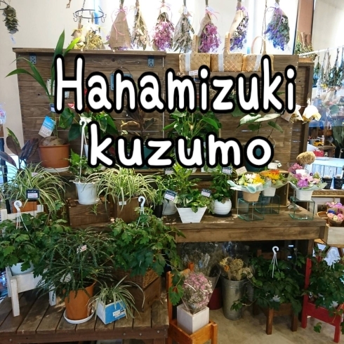 「観葉植物値下げしました」