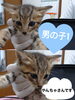 「里親募集のお知らせ〜里親さんが見つかりました〜」