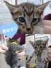 「里親募集のお知らせ〜里親さんが見つかりました〜」