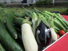 初めまして！米ナスくんです♪♪「元気いっぱい！野菜畑～✿」