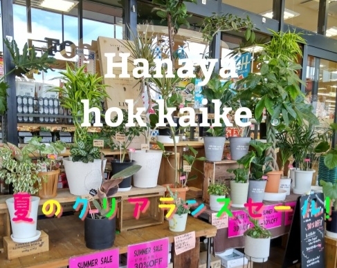 中型観葉植物　残りわずか「『はなやホック皆生店』夏のクリアランスセール!」