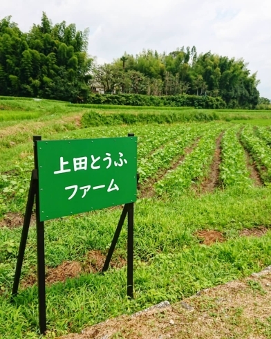 看板♪直売所から見えます！「看板たちました(^^)/上田とうふファーム《西京区 大原野 上田とうふ 直売所前 大豆栽培 》」