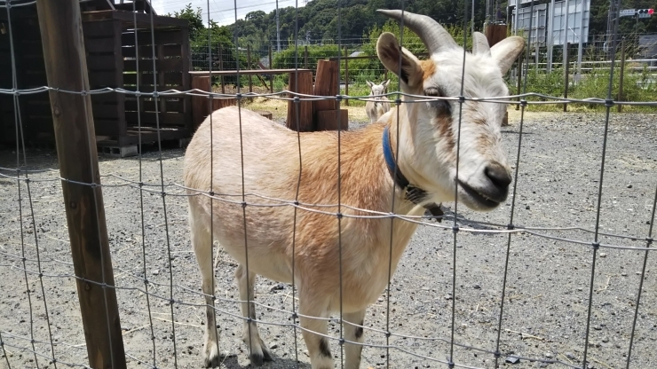 「ほっこりタイム♪【静岡県浜松市のグルメ・ショップ・レジャー・イベント・観光情報をお届け】」