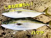 「○本日のお刺身○【しまね定置もん】ハマチ、コシナガマグロ　　○本日のお惣菜○フライ、白バイ煮、白イカ煮などございます！」