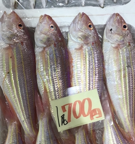「魚魚市場鮮魚コーナーおすすめは「天然ヒラス・カツオ」です♪」