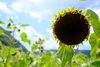 種がぎっしり！こうべを垂れたひまわりかな「夏と言えばひまわりを。」