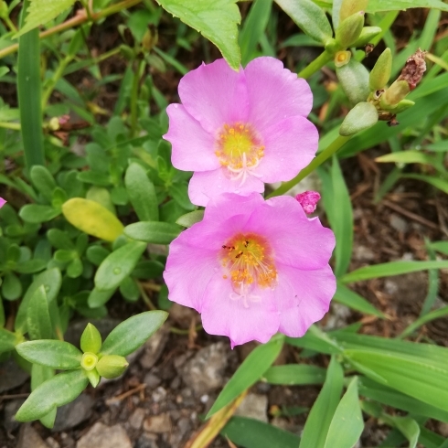 「綺麗な花を発見！今週もよろしくお願いいたします(^o^)/」