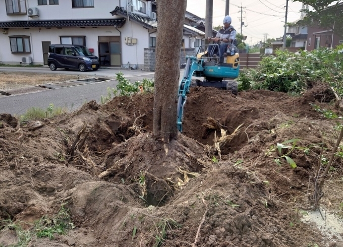 根っこが深いです「木の根っこ撤去作業　出雲市」