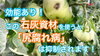 「この石灰を使うと！　トマトが上手に栽培できます　タネのハシモト」