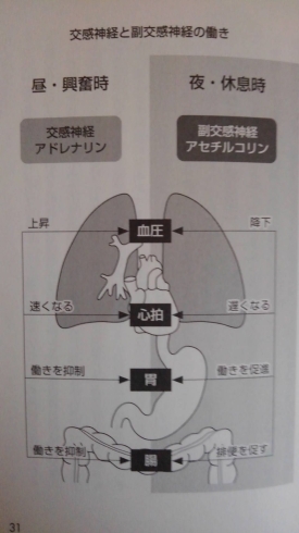 「☆☆心身再生整体☆☆脳幹・脊髄周辺をほぐして温めることの威力！！気が滅入る、自律神経失調、不安感、頭痛、動悸、不眠、過眠、食欲がない、過食嘔吐、息苦しい、うつ【市川市本八幡駅から徒歩すぐの整体院】」