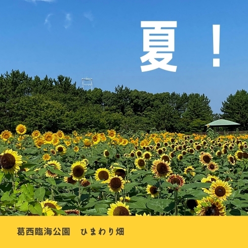 「夏！葛西臨海公園のひまわり畑が満開です！！」