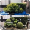 「植木の剪定をしました！」
