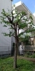 剪定後「庭木の剪定•伐採•草刈り（相模原）施工事例」